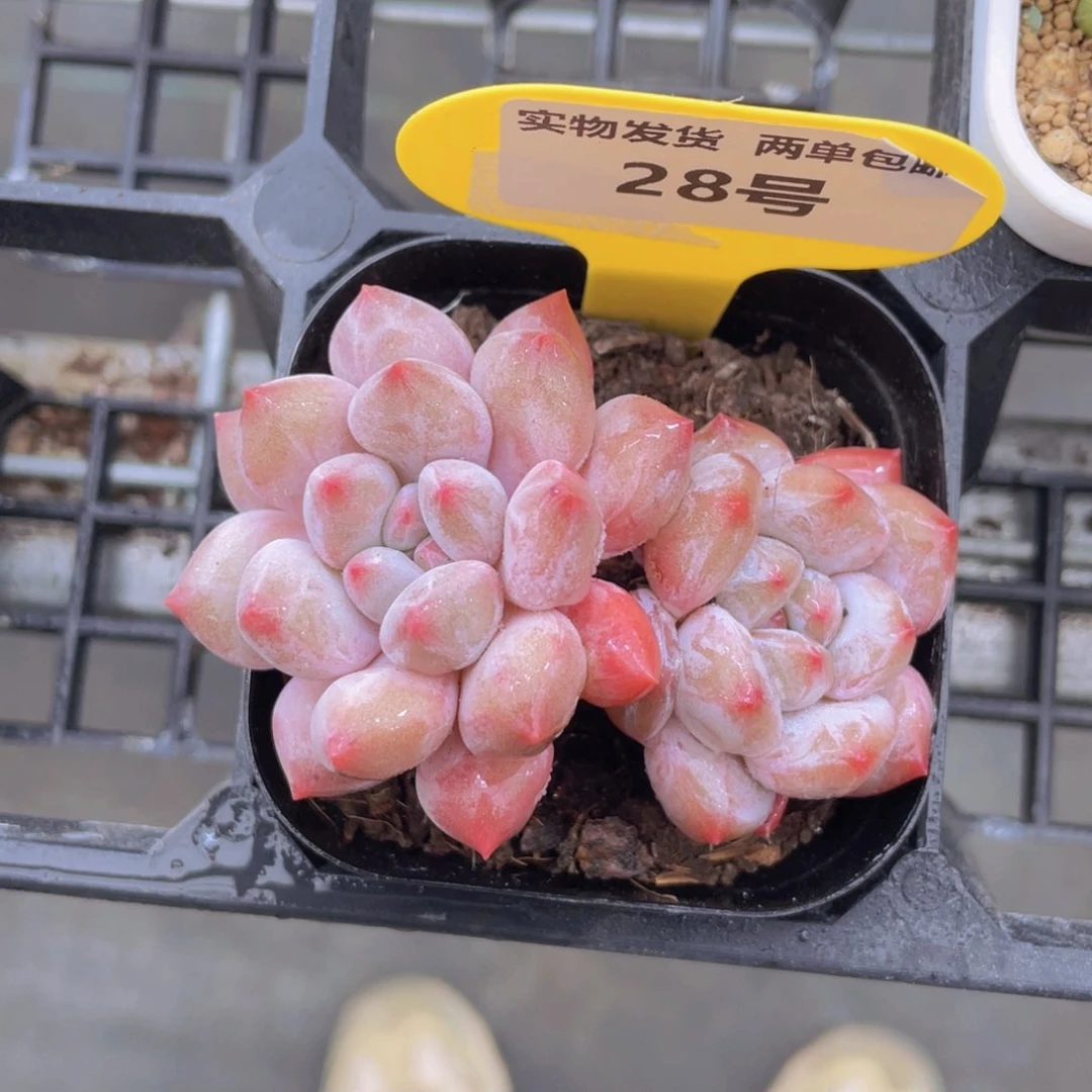 28号 粉透肥胖半夏双头一个
