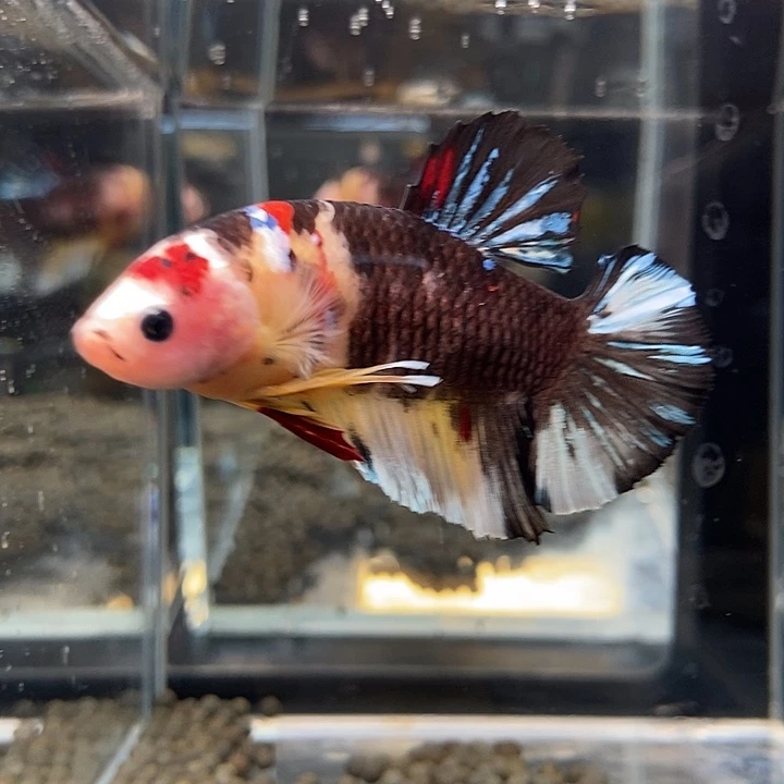 斗鱼黑30号巨丢将军