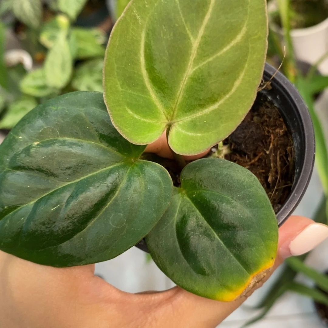 不开花植物kos籽播