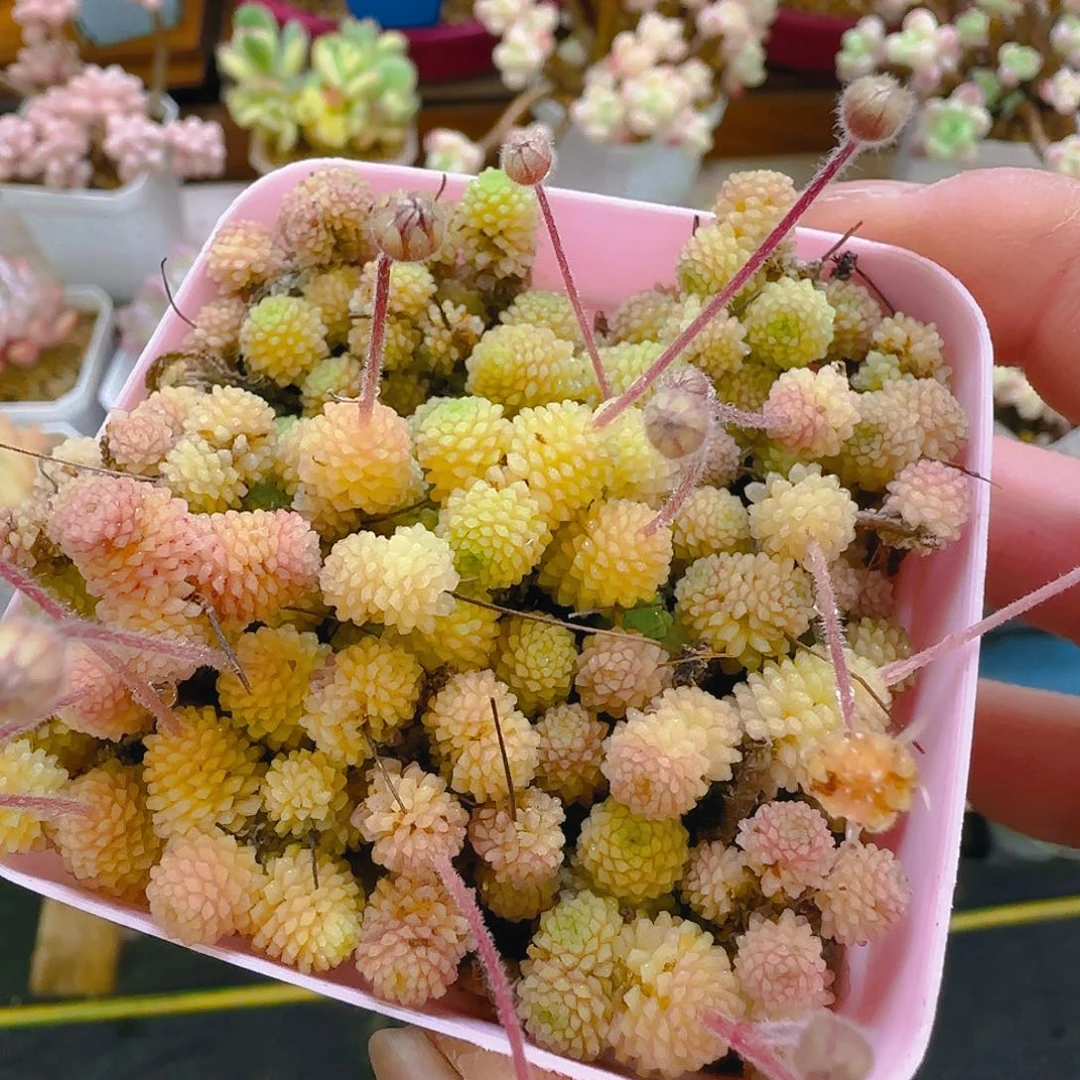 魔南，356、仙农出品，