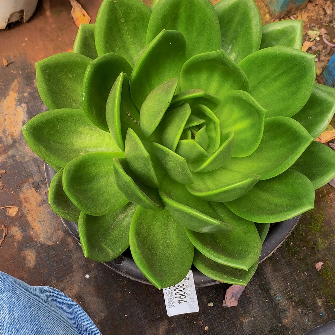 风****翠花30094多肉多肉率