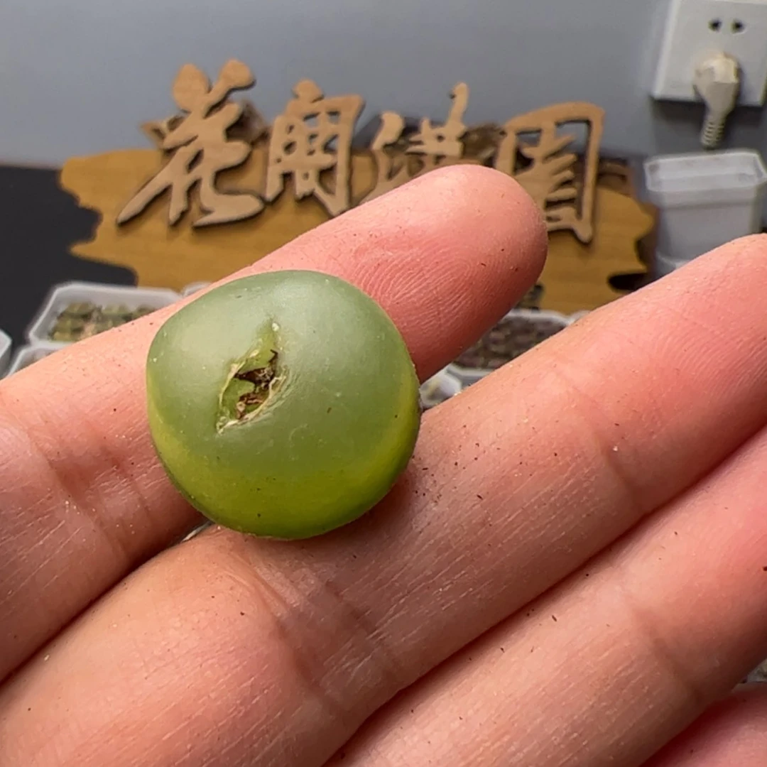 【闪购商品】0000000022