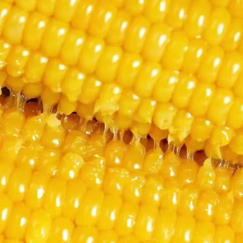 大果10只6.4-6.7斤（带箱重量）黑龙江新货甜糯玉米 软糯香甜 粗粮