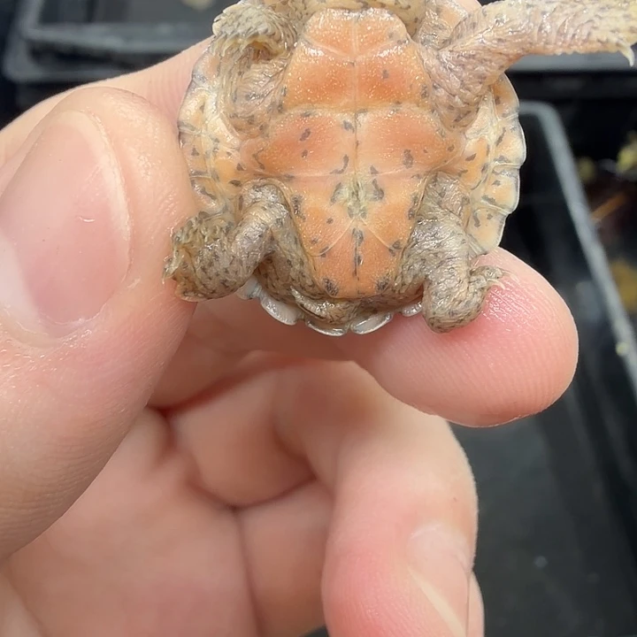 宠物龟不分公母巨刀