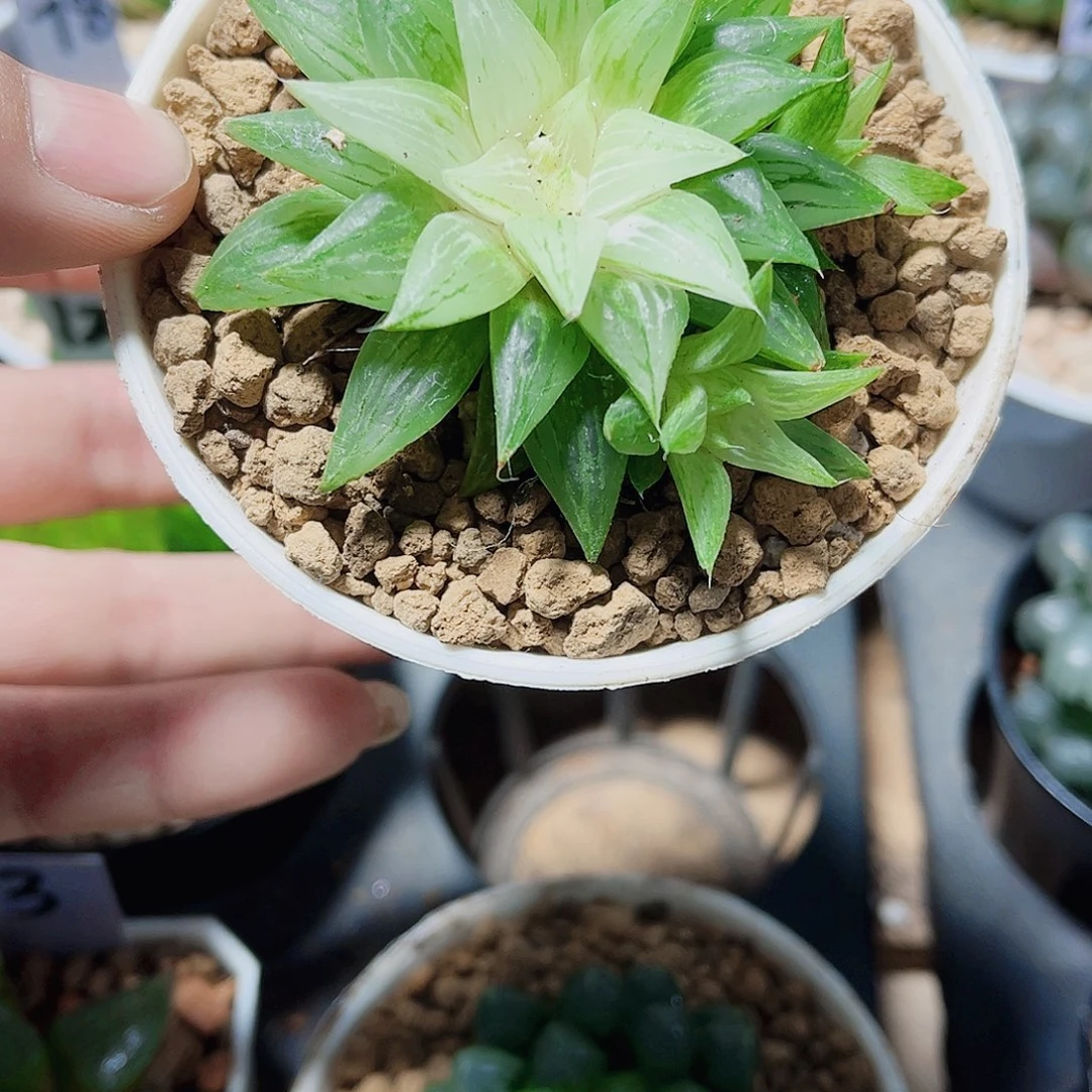 白沙糖锦新手福利