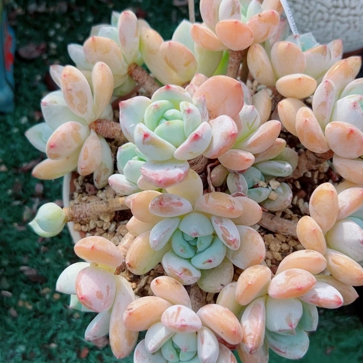 幸运的是我还没遇到过