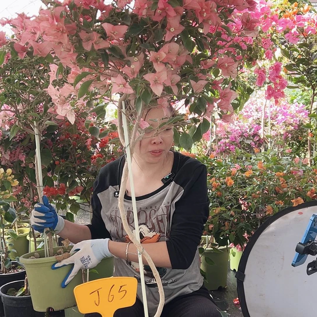 小***冻大部分花苞少量开放J65卡亚塔