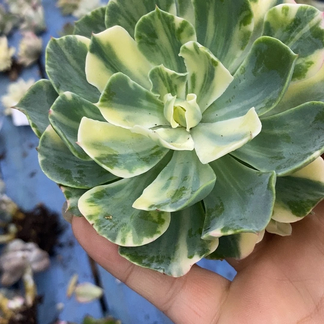 670海啸拉丝锦炸多肉植物