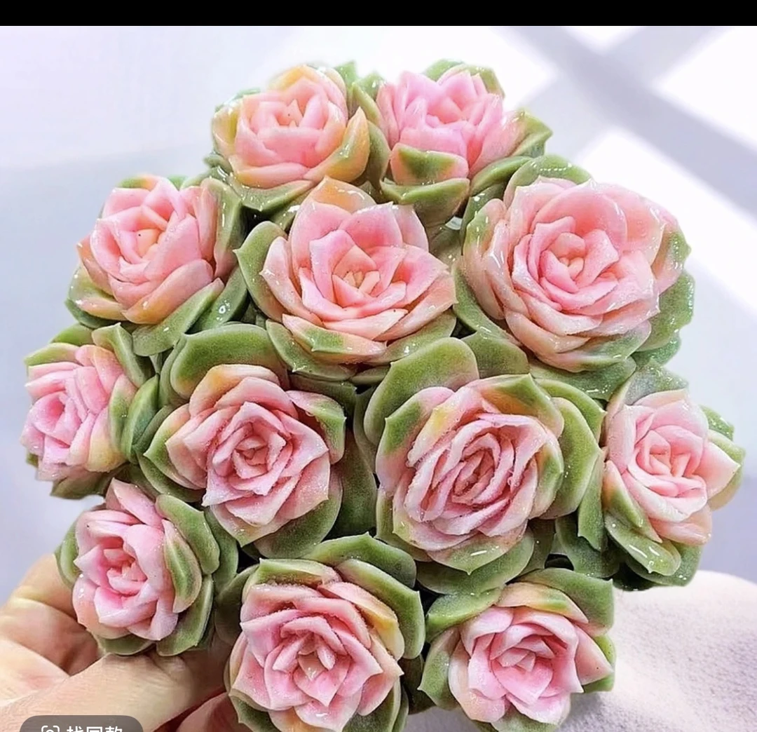 云南高山多肉(戴安娜玫瑰)带盆带土多肉绿植两单包邮多肉基地直发