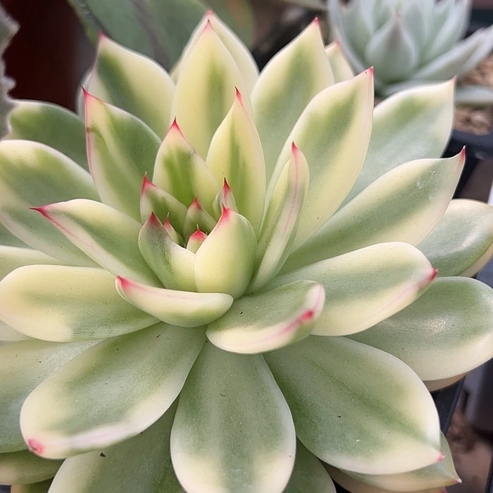 阿诗娜锦多肉植物