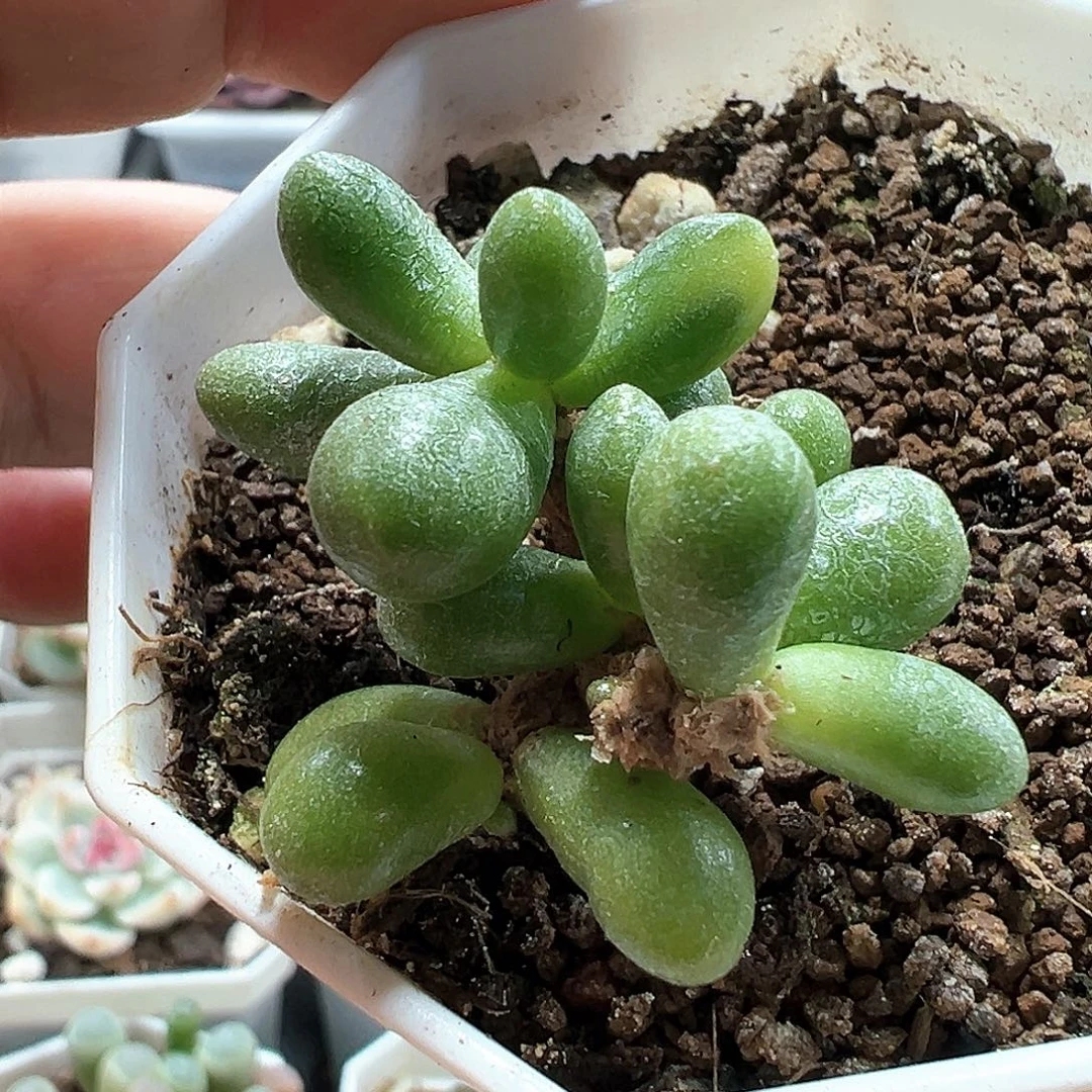 绿龟卵锦 小方花圃一物一拍