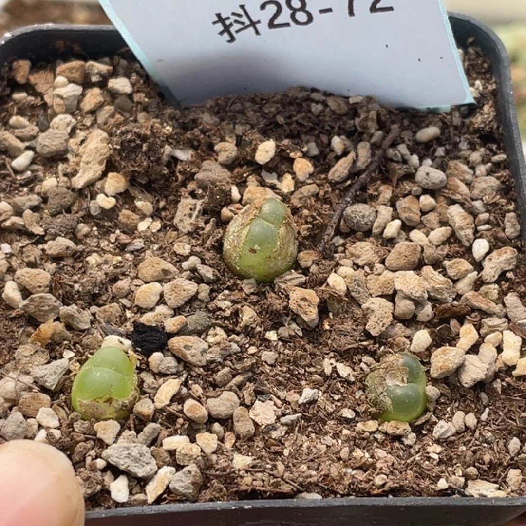 28-72小拉登多肉植物