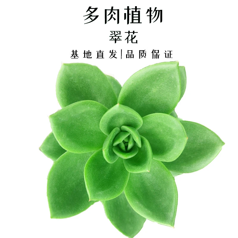 多肉植物精选优品翠花翠绿大型种夏季春季栽培多肉绿植纯基因