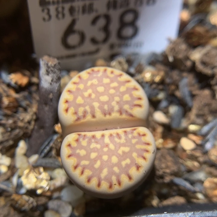 Ssssss好看得638