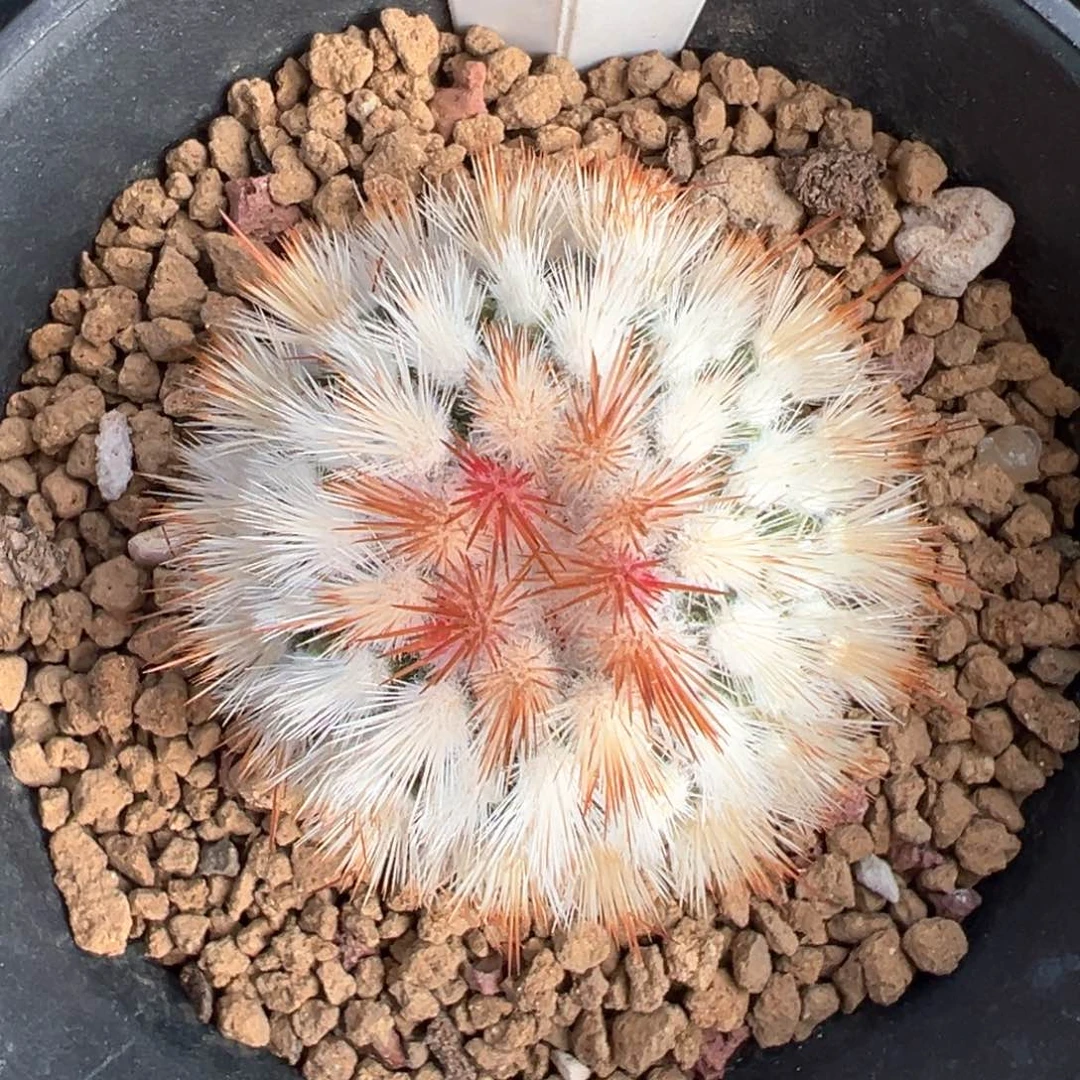 红陶铛**铛仙人球6803