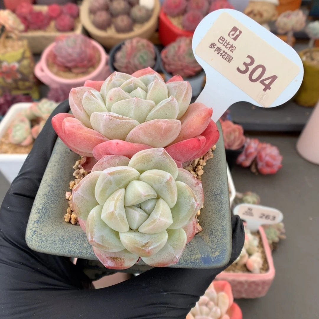 304 特老桩冰玉多肉