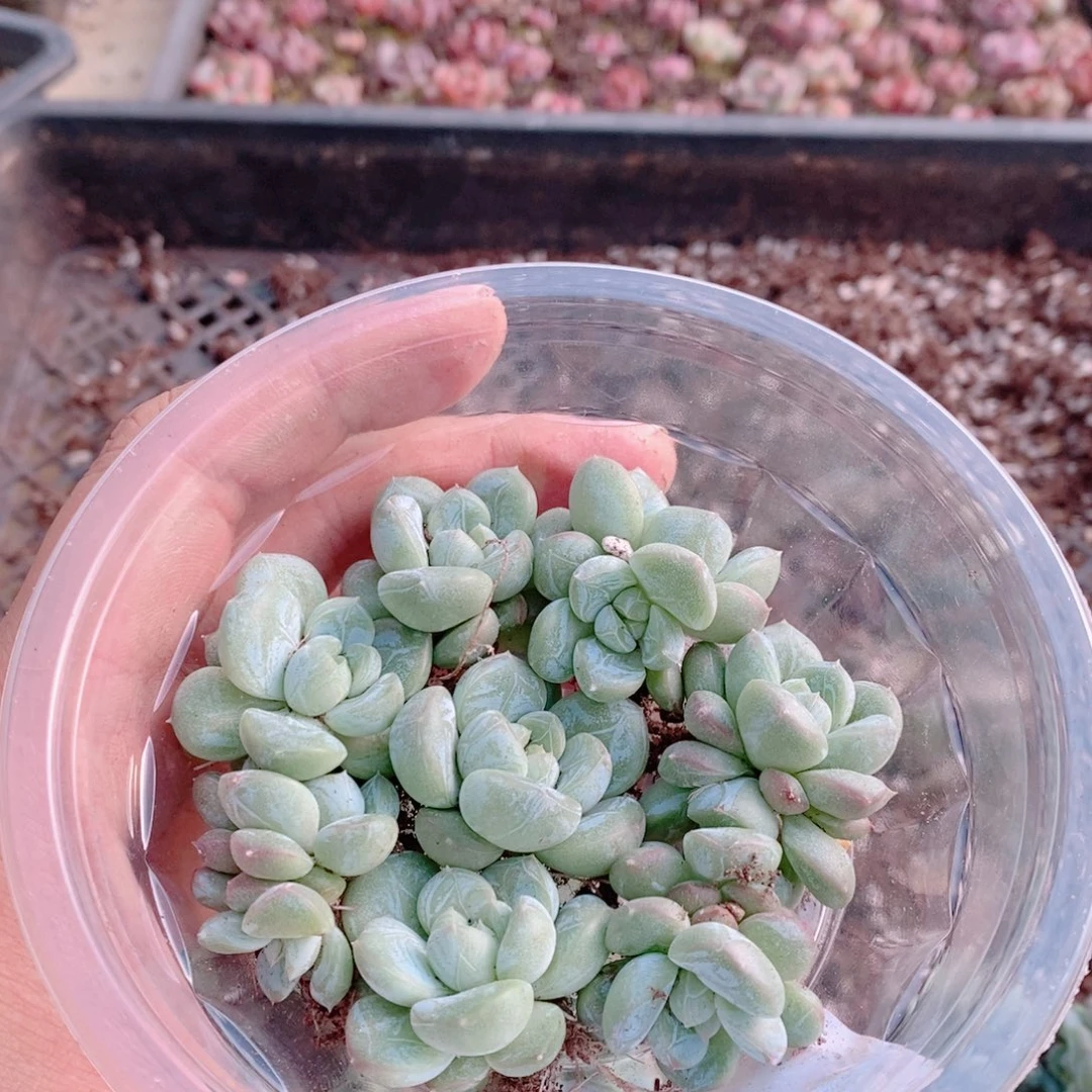 多肉植物精品切糕B348