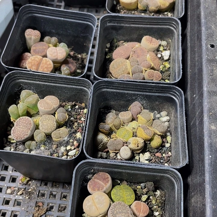 生石花2.99带盆土发