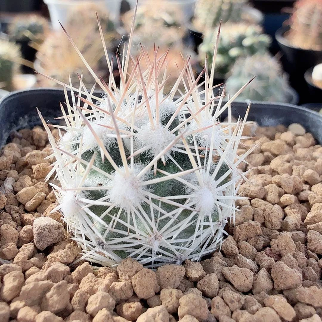 实生雪花丸脱土发货