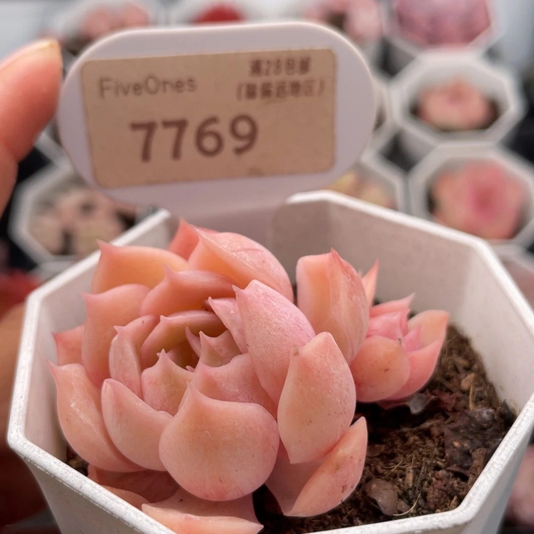 昂斯诺7769-5.0厘米