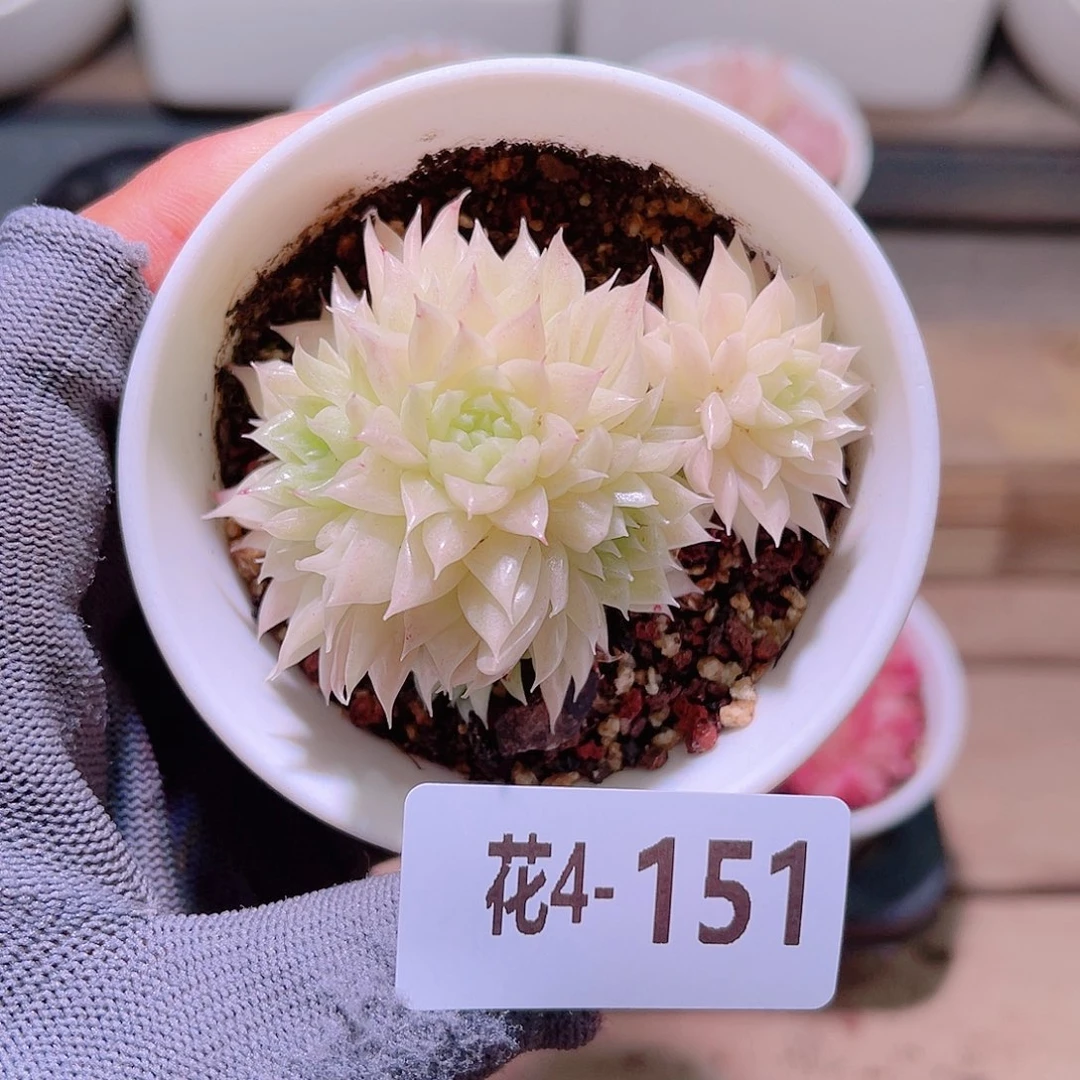 花04-151麦秆群生