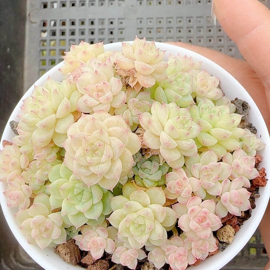 1119-61（ppt-36）优选