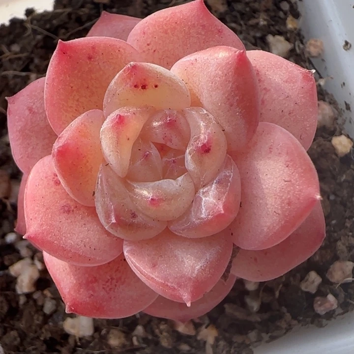 绝绝子多肉植物一颗