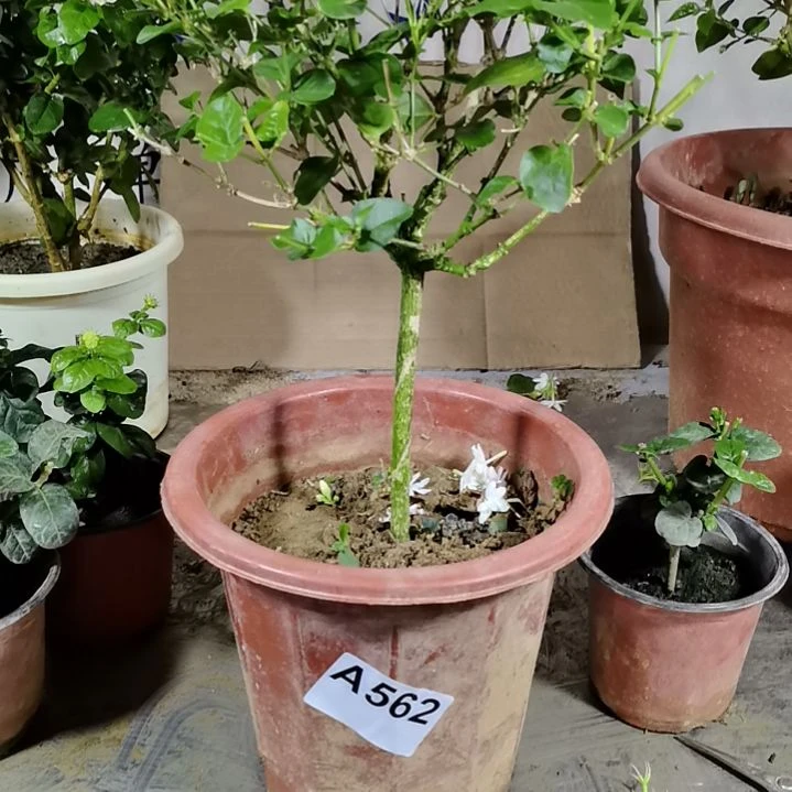 大部分花苞少量开放简**足