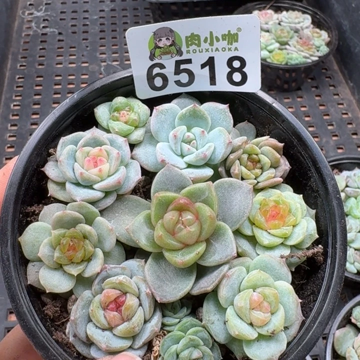 多肉植物多肉植物