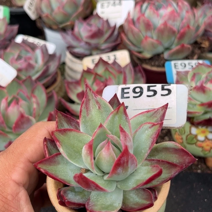 惊鸿一瞥多肉植物955