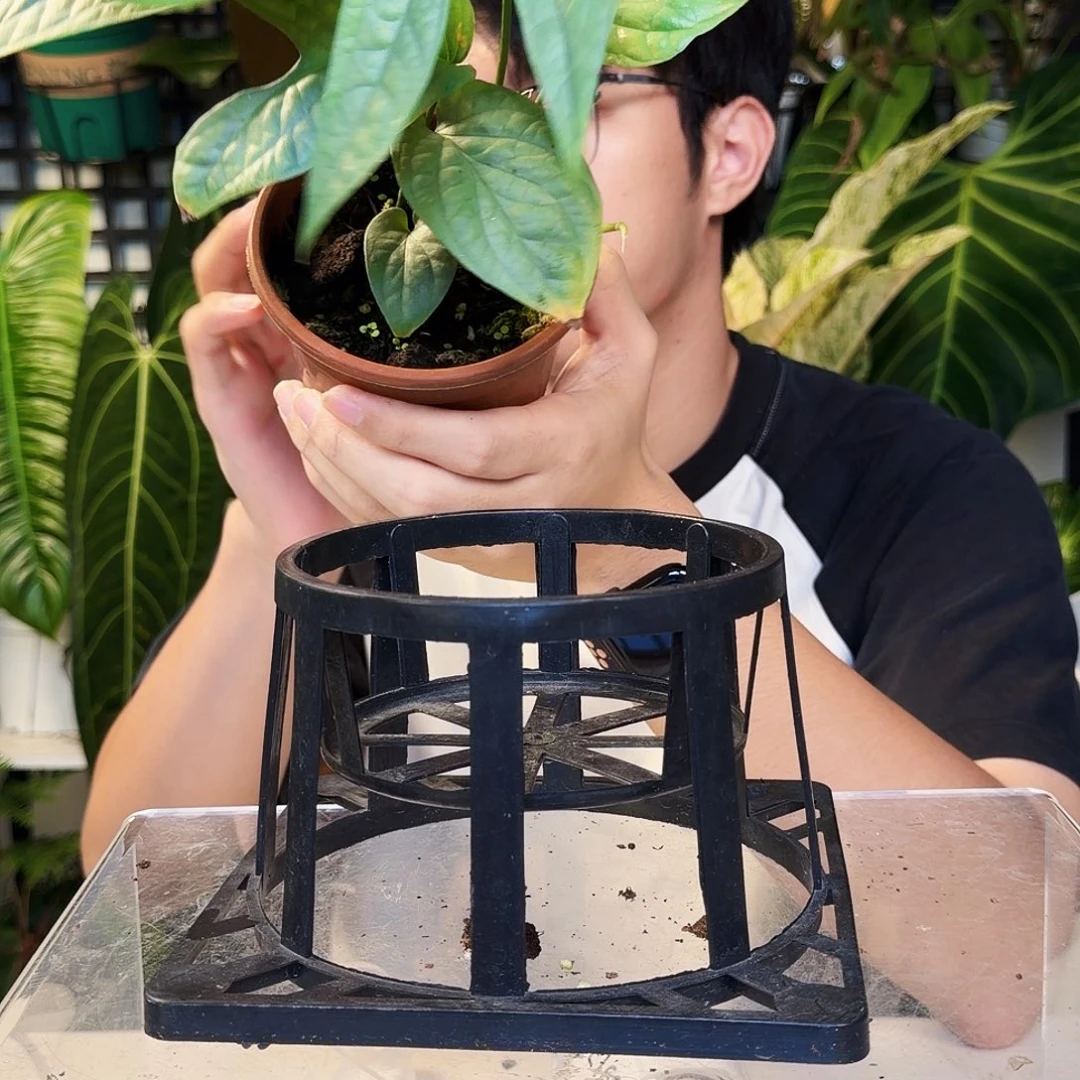 不开花植物E151  蓝网纹