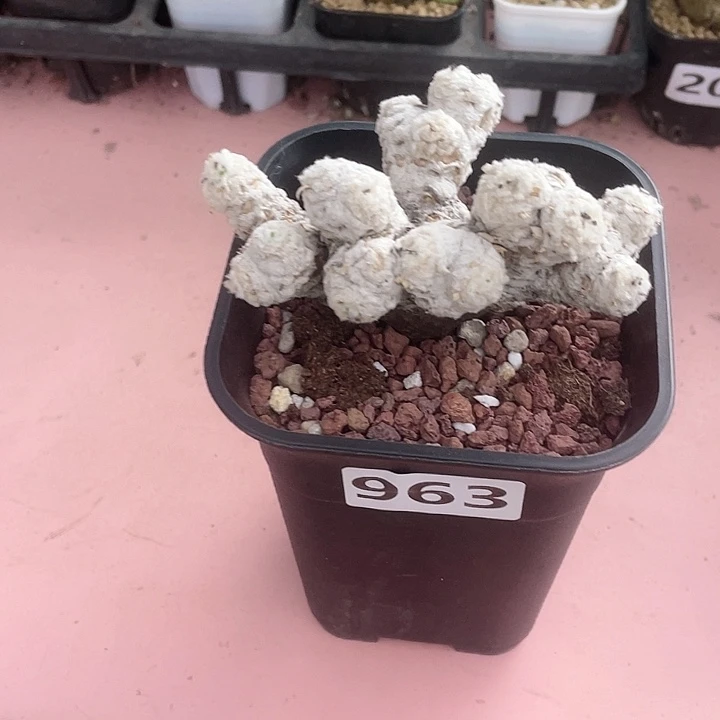 963大刨花角厚墩菊