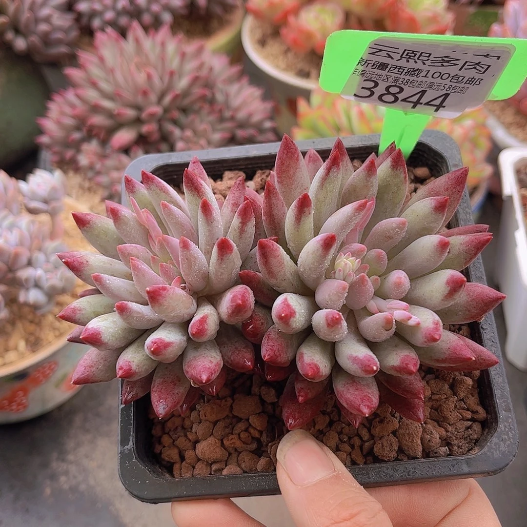 3844虞美人多肉植物