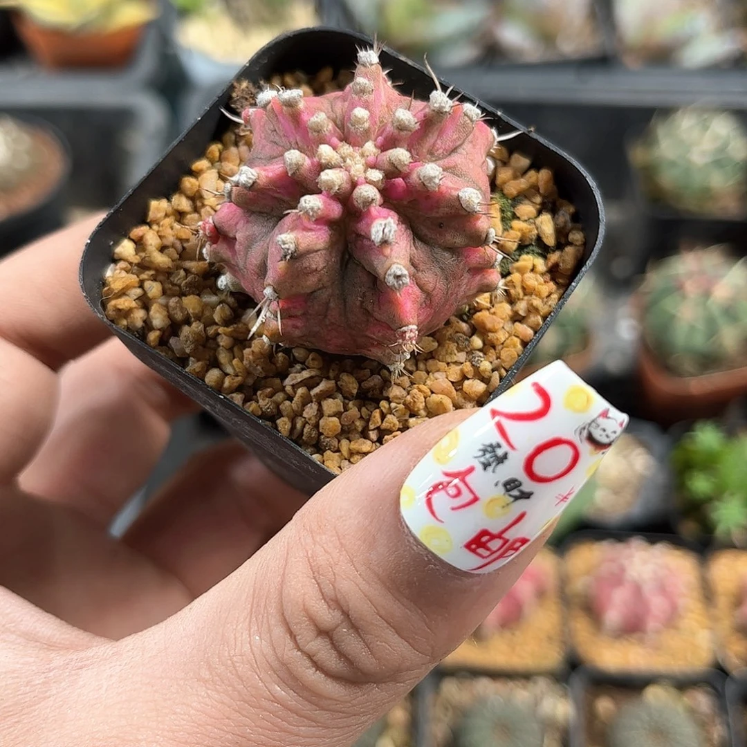 单头海神钻石锦单头发货有根发货