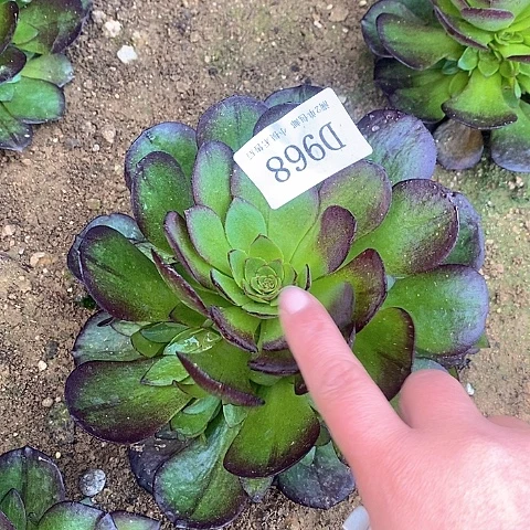 968黑魔多肉法师送单头