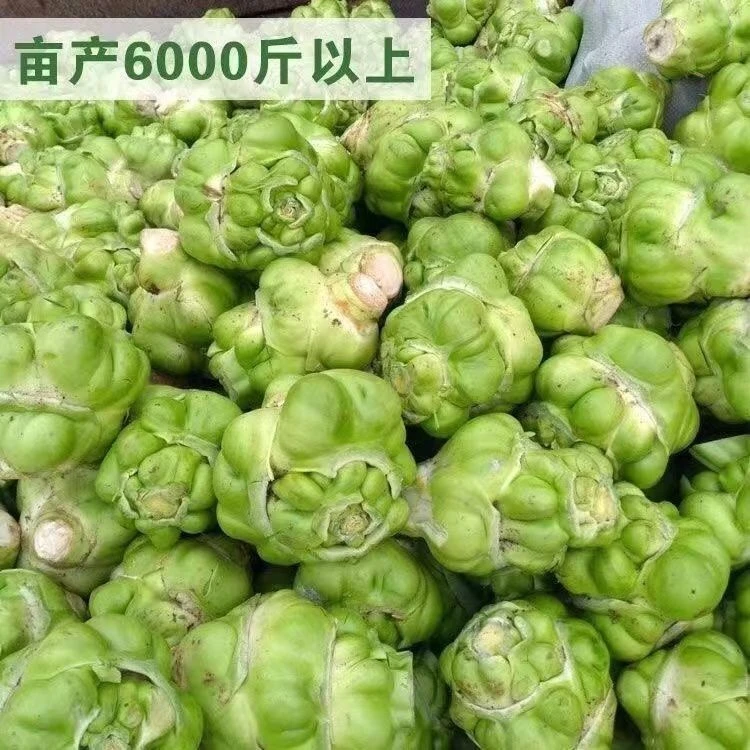 爆款正宗榨菜种子四川大头菜美味榨菜头青菜头芥菜夏秋季蔬菜耐高
