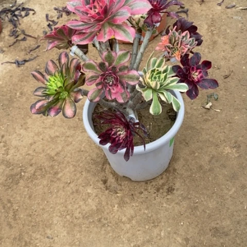 430嫁接多品种多肉法师