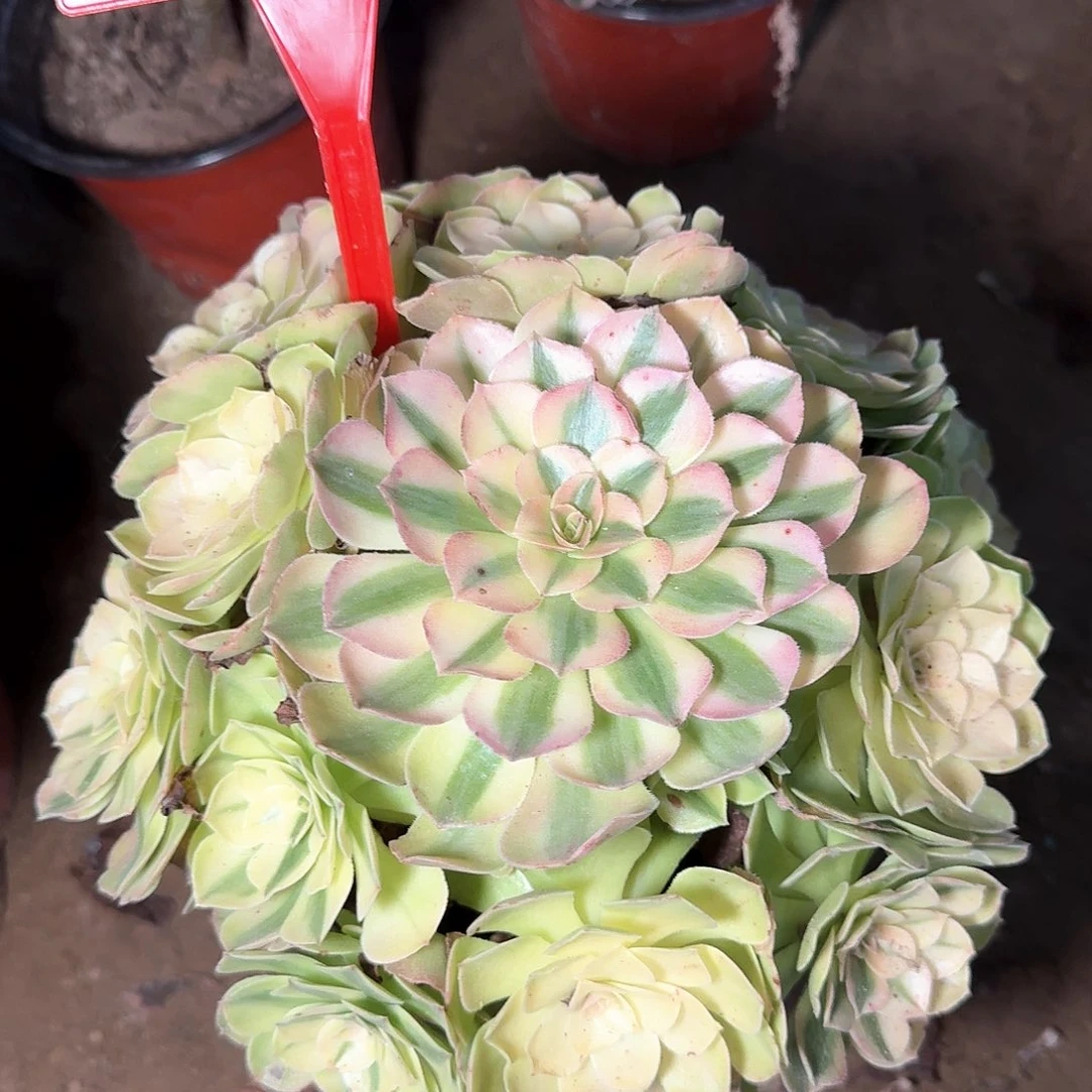 4159雨荷多肉法师