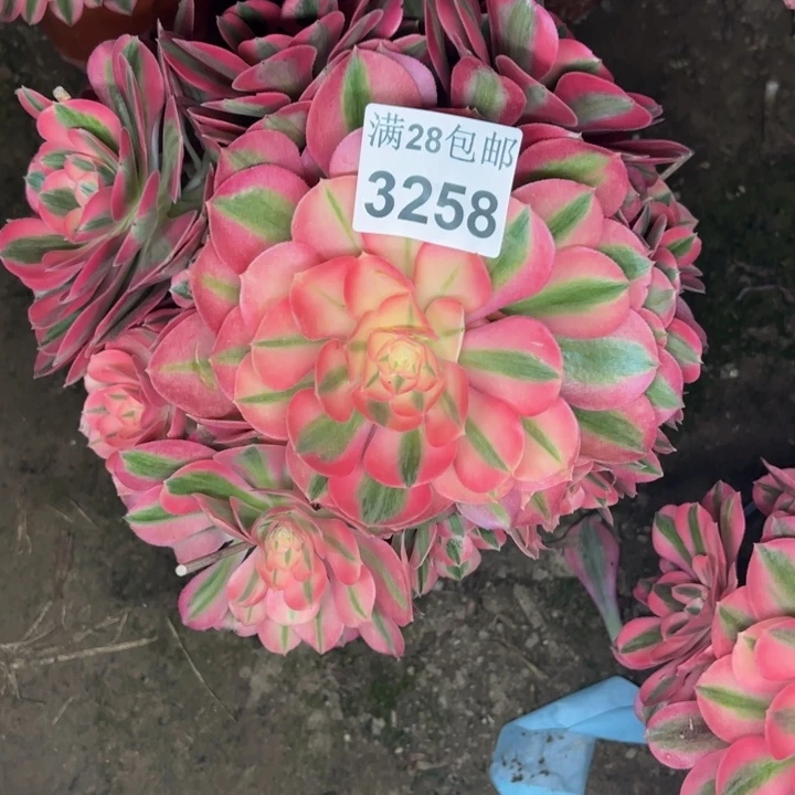 3258女巫多肉植物