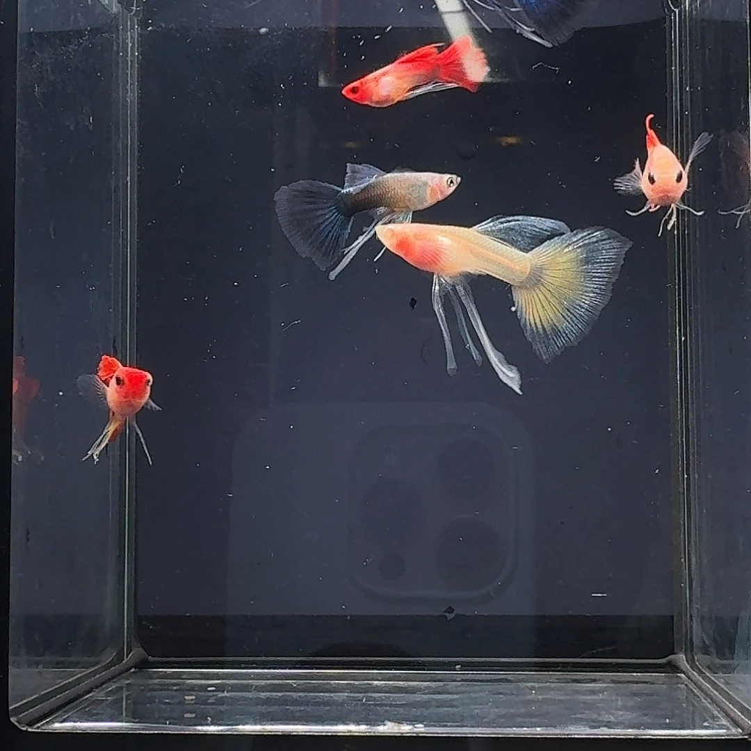 海水鱼长公组合一缸6条