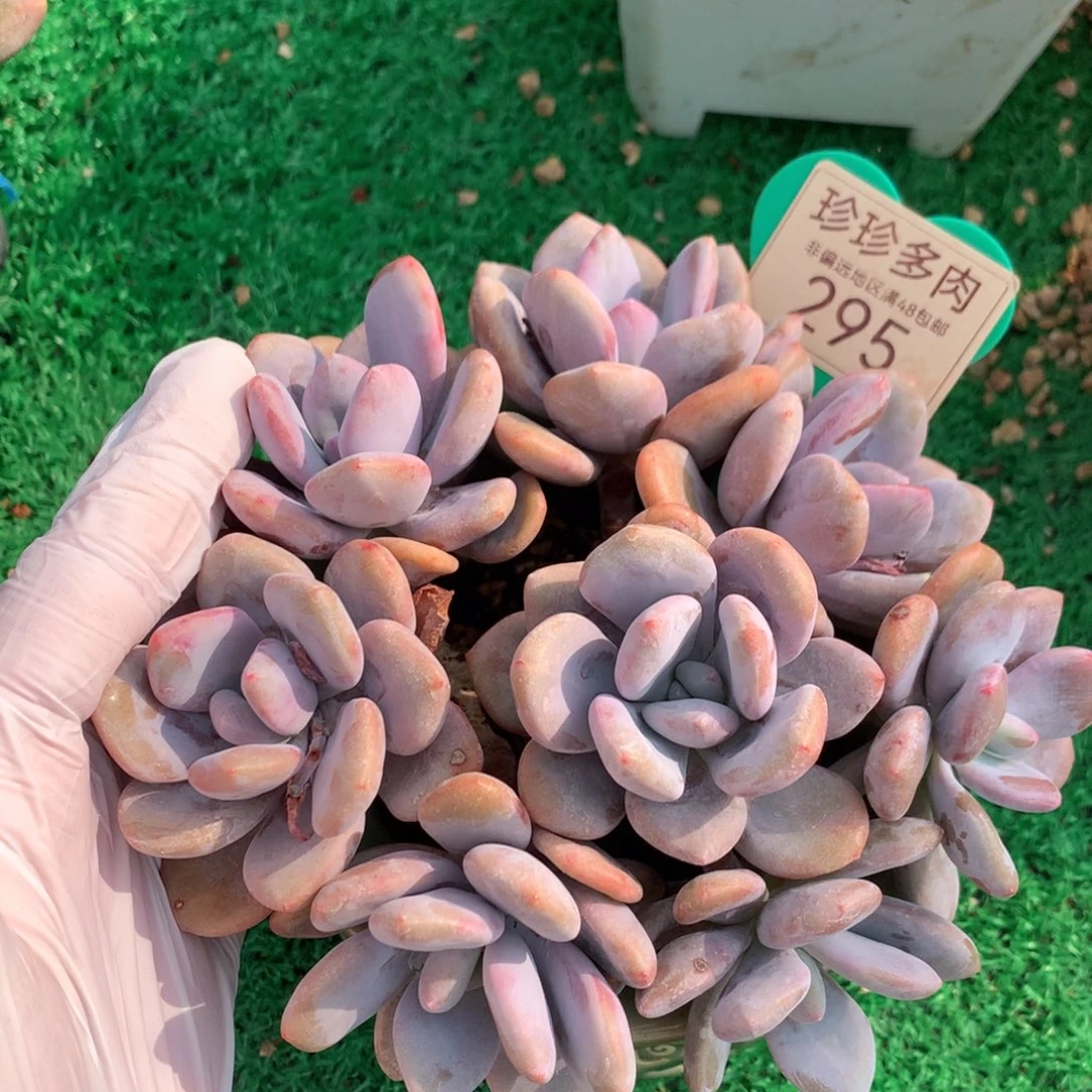 粉兔老桩捧花8头295