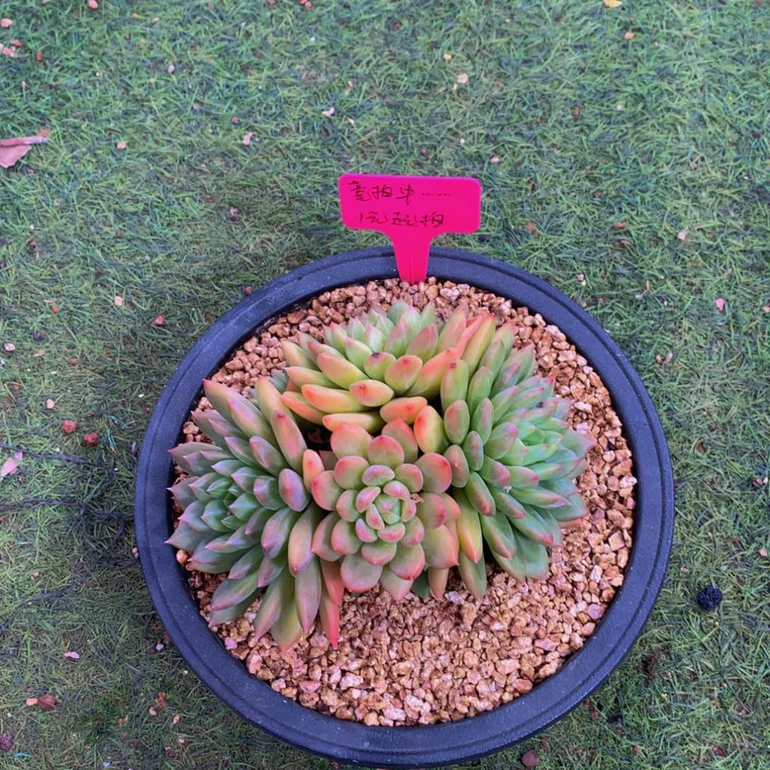 茉莉美人多肉植物