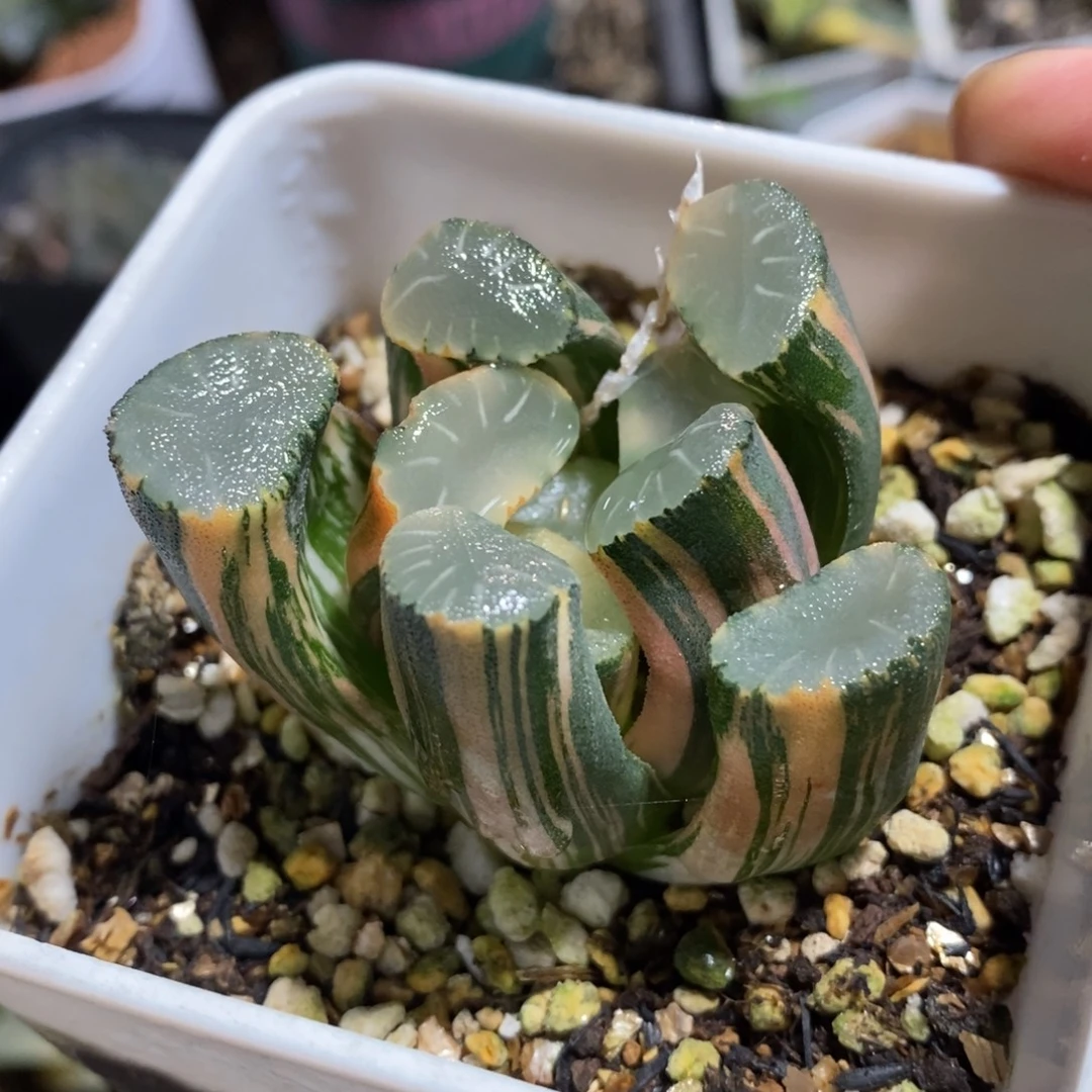 实生白瓷X飞鸟万象锦一颗 新年福利 超级大漏