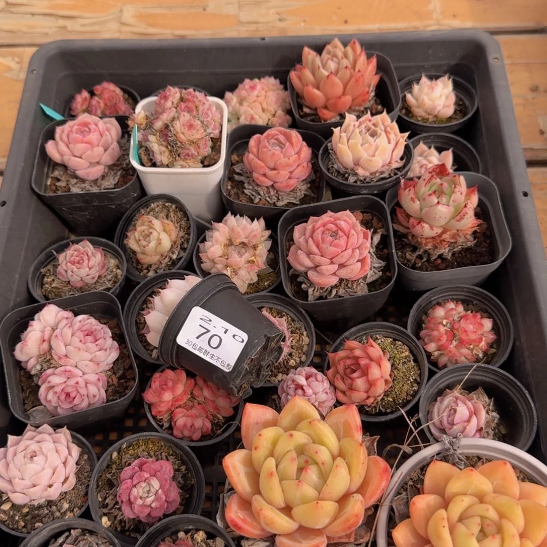 一筐脱土发货70号