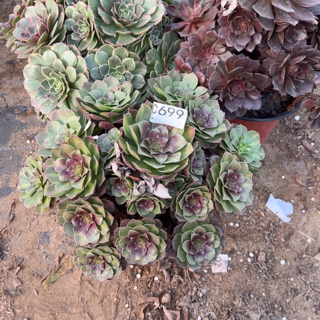 699三颗组合多肉植物法师