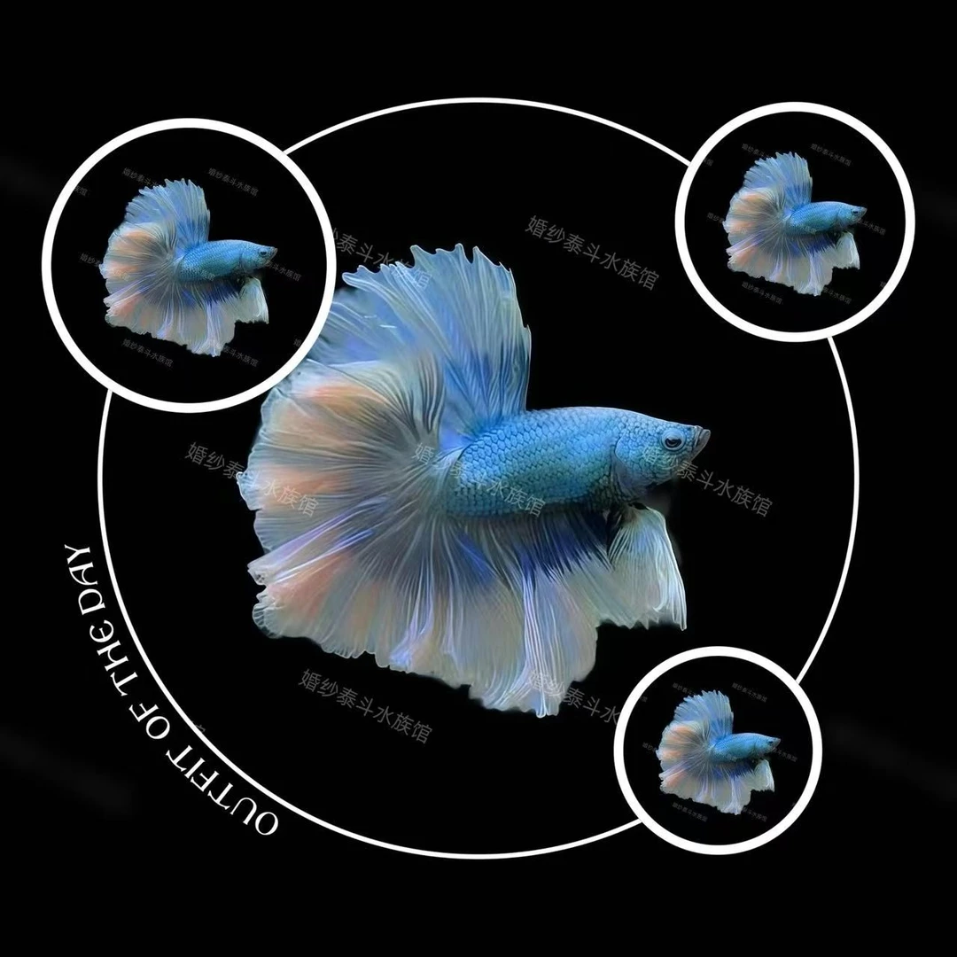 A18（409-432）泰国精品斗鱼热带小型观赏鱼水族宠物鱼-直播间选鱼