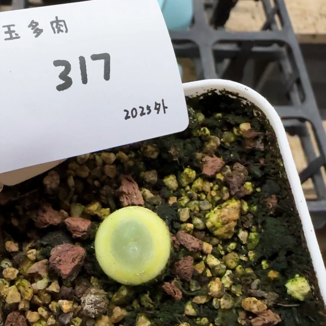 熊*熊多肉多肉多肉2025-317