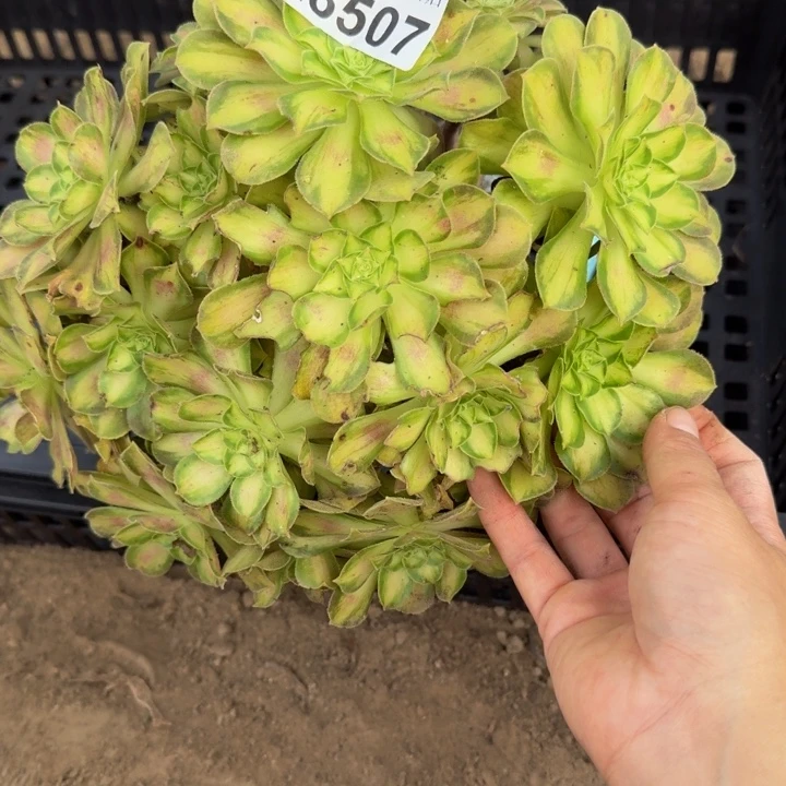 28507韶华不包断枝