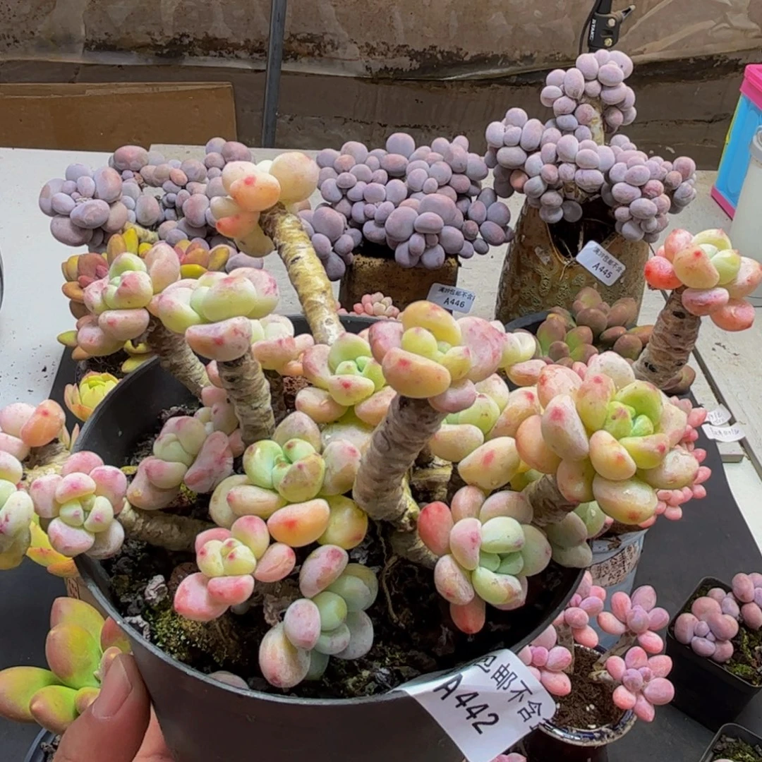 442/10cm樱花罗琦不包整多肉