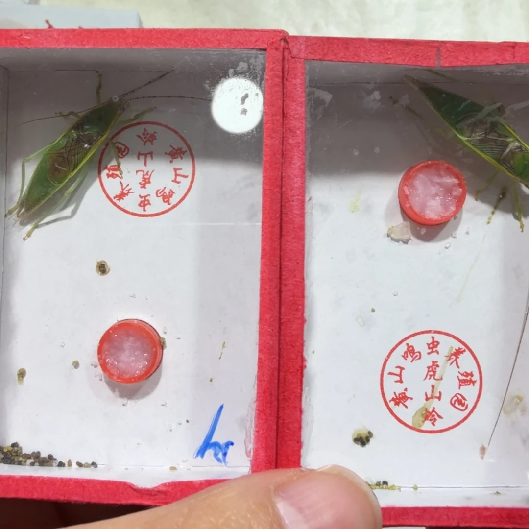 阿***伟蟋蟀金钟两条包邮